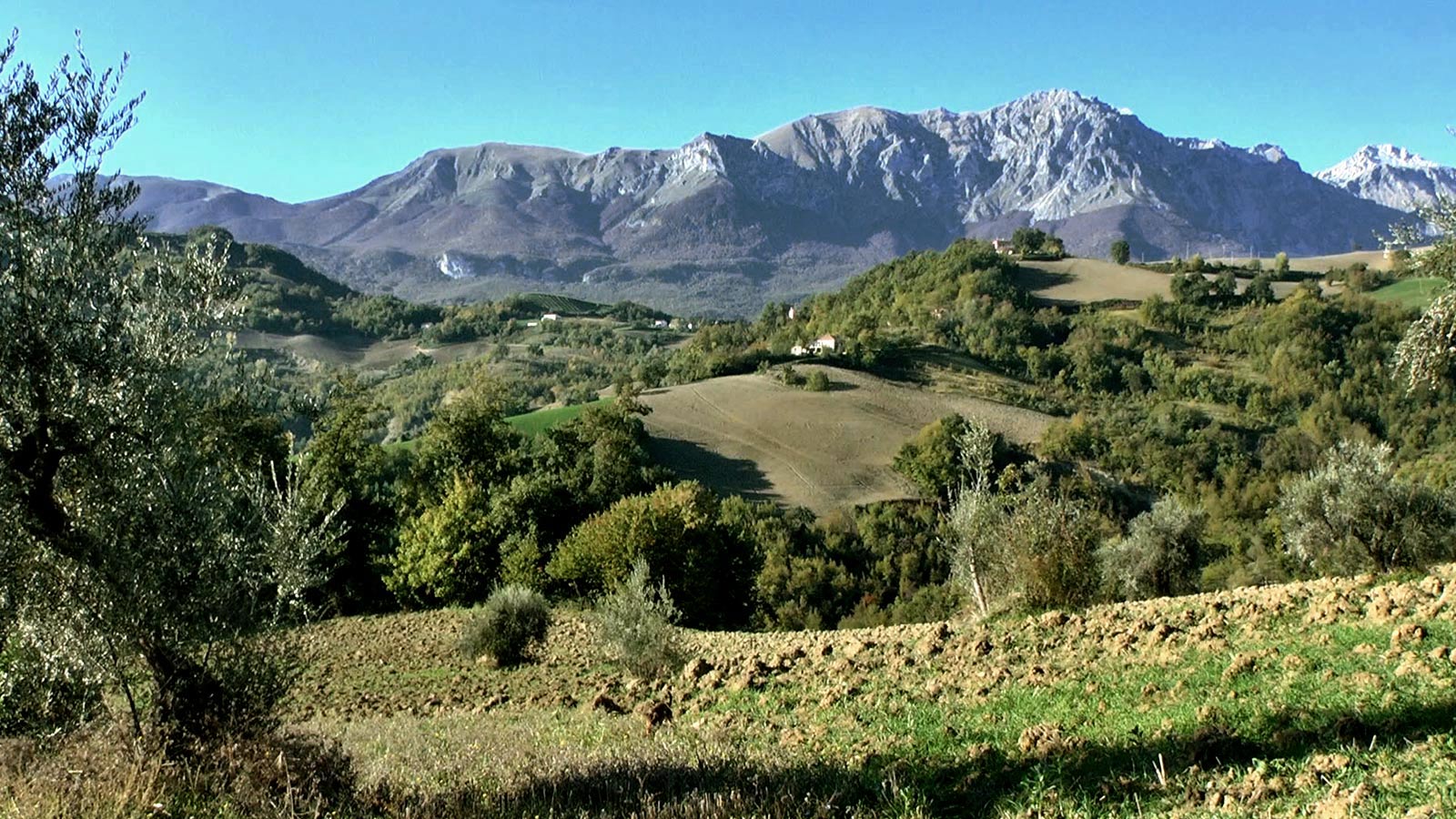 3-Arsita_ulivo