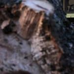 Nerito-Slidere3