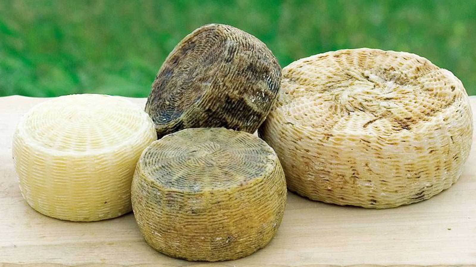 Pecorino-copertina